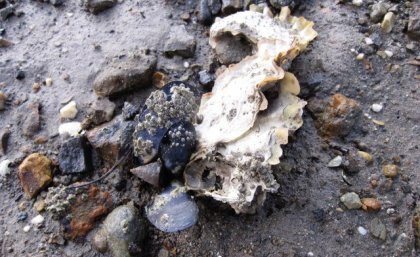 Beach mussels from Southport, Tasmania Beach mussels from Southport, Tasmania